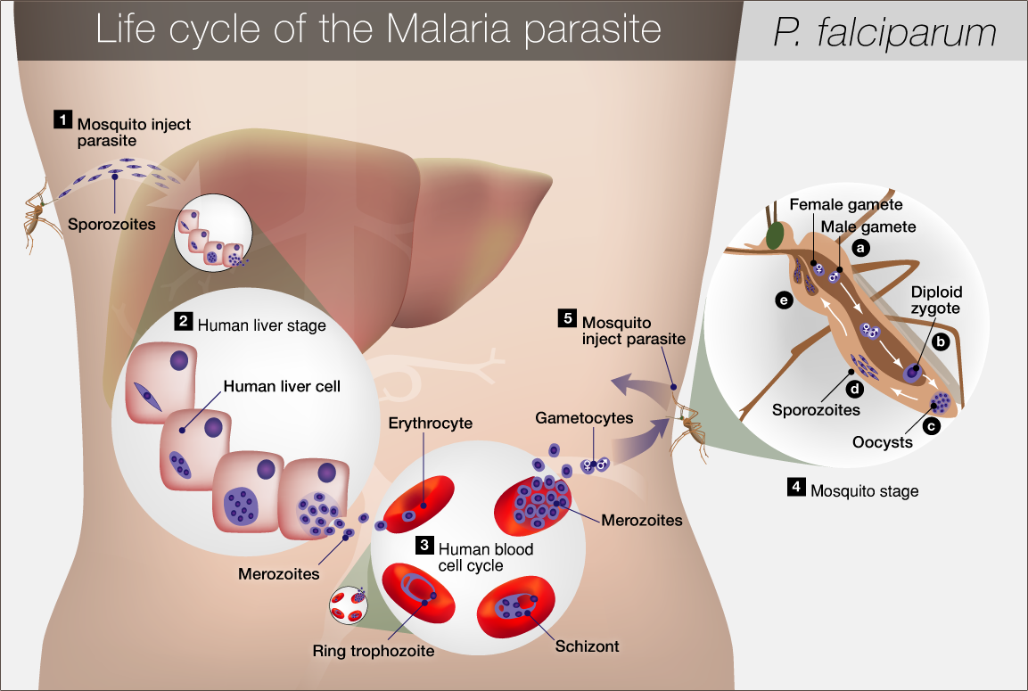 Буквы малярия. Переносчик Plasmodium falciparum. Иммунитет при малярии. Формы малярии.